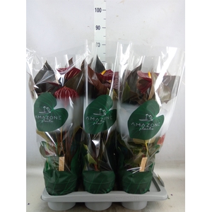 Anthurium andr. 'Delicata'