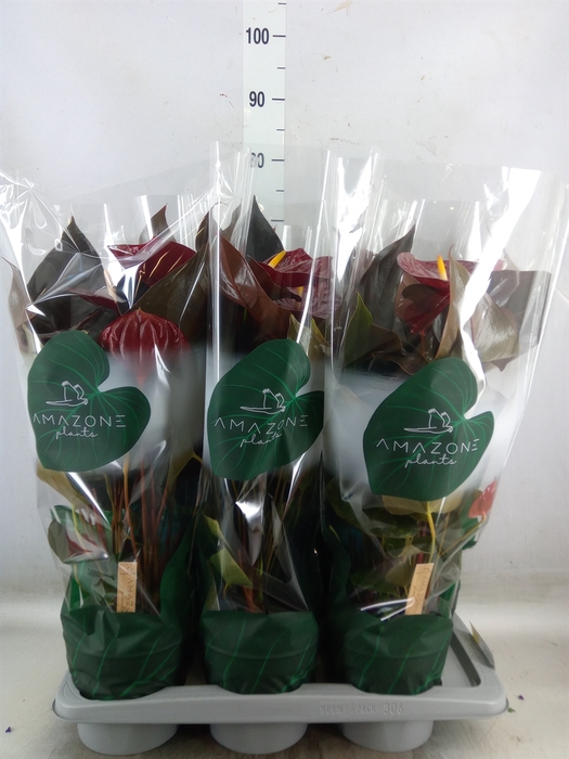 <h4>Anthurium andr. 'Delicata'</h4>