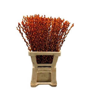 Salix Wilgenkatjes Orange