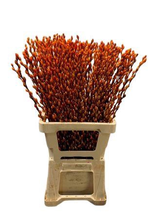 <h4>Salix Wilgenkatjes Orange</h4>