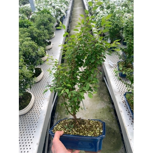 Prunus 'Kojou-no-mai', pot 26cm.