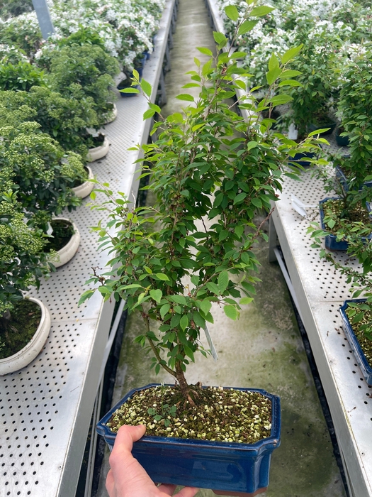 <h4>Prunus 'Kojou-no-mai', pot 26cm.</h4>