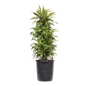 Dracaena Lemon Lime