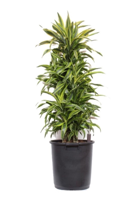 <h4>Dracaena Lemon Lime</h4>