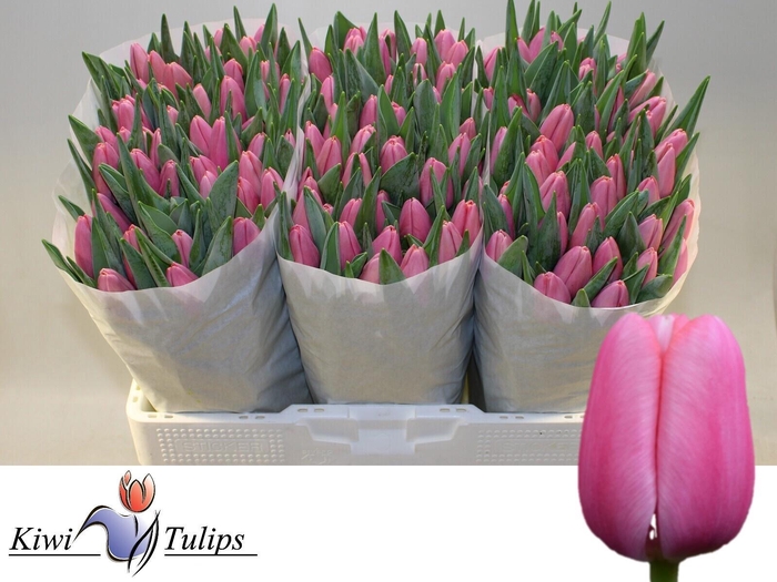 <h4>TU EN TRESOR</h4>