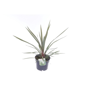 Cordyline australis Red Heart