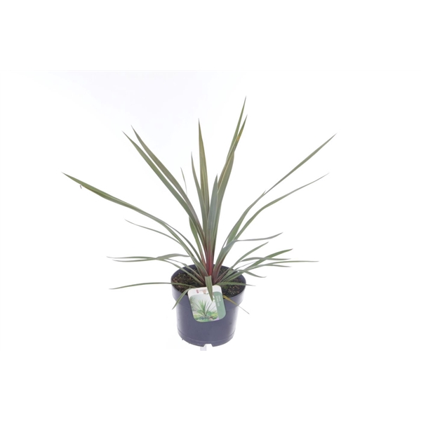 <h4>Cordyline australis Red Heart</h4>