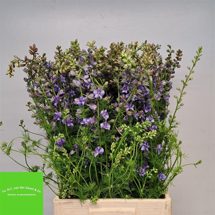 <h4>Delph Ajacis Lavendel</h4>