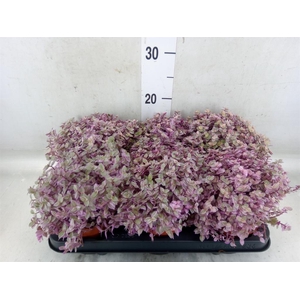 Callisia repens 'Rosato'