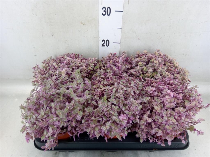 <h4>Callisia repens 'Rosato'</h4>