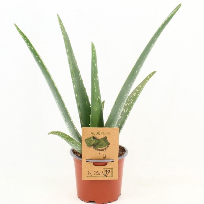 <h4>Aloe Vera</h4>