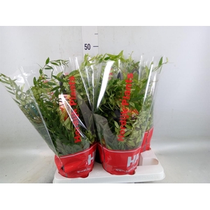 Aeschynanthus  'Japhrolepis'