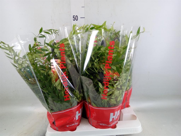<h4>Aeschynanthus  'Japhrolepis'</h4>
