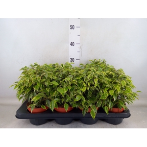 Ficus benja. 'Kinky'