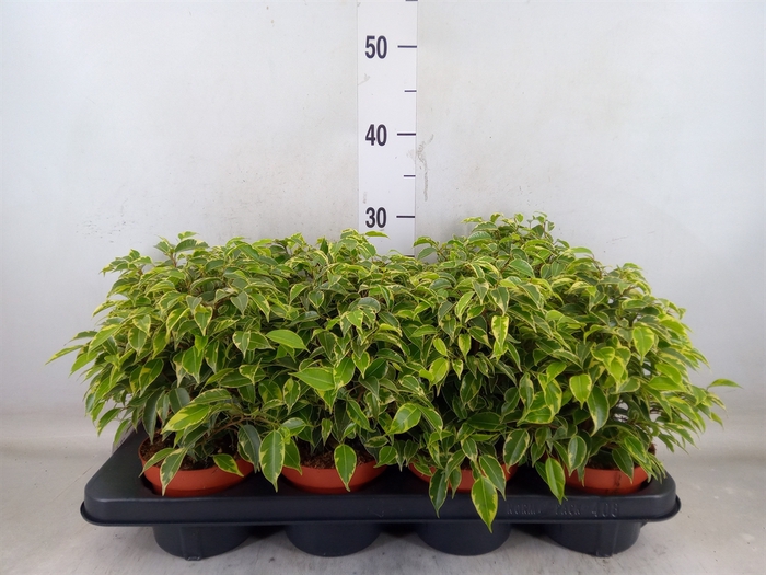 <h4>Ficus benja. 'Kinky'</h4>
