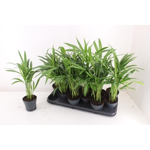 DYPSIS LUTESCENS