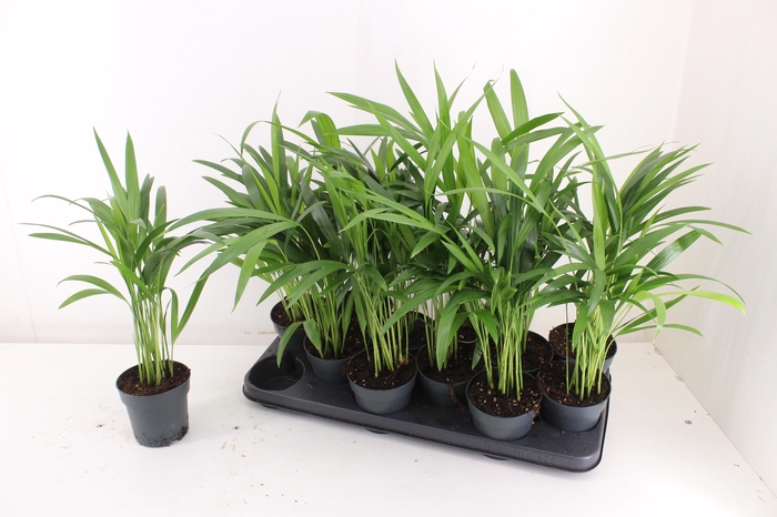 <h4>DYPSIS LUTESCENS</h4>