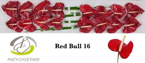 <h4>ANTH A RED BULL ANGEBOT</h4>