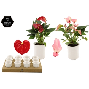 Anthurium 6 cm 2 color mix in Furrow ceramics