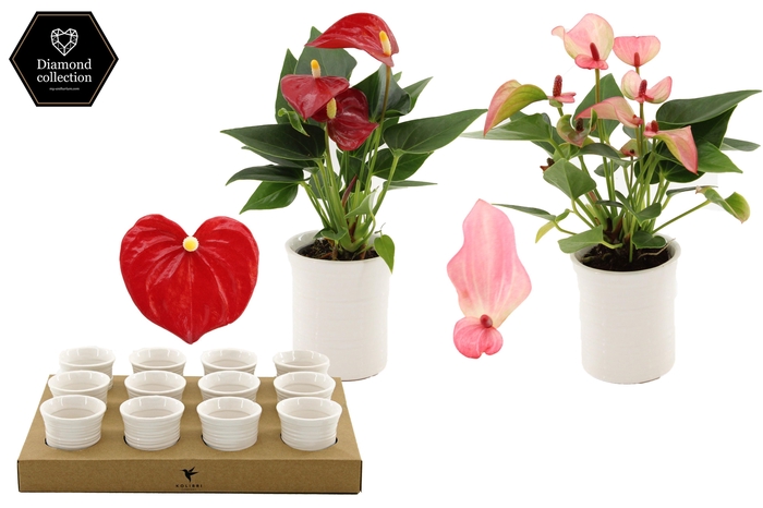 <h4>Anthurium 6 cm 2 color mix in Furrow ceramics</h4>