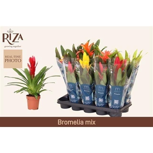 BROMELIA GEM 6 SRT