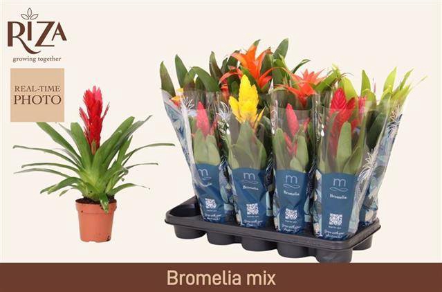 <h4>BROMELIA GEM 6 SRT</h4>