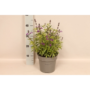 Perkplanten 19 cm  Salvia greggi Blue