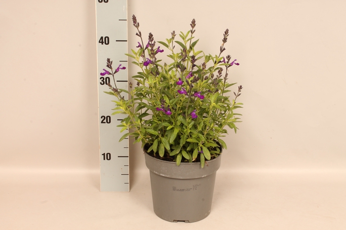 <h4>Perkplanten 19 cm  Salvia greggi Blue</h4>