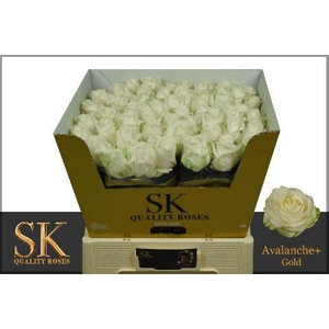 R Gr Avalanche+ Gold  Gold 60cm