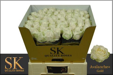 <h4>R Gr Avalanche+ Gold  Gold 60cm</h4>