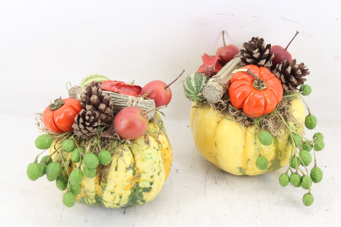 <h4>arr4 Sierfruit MB - Pompoen geel opm. x6</h4>