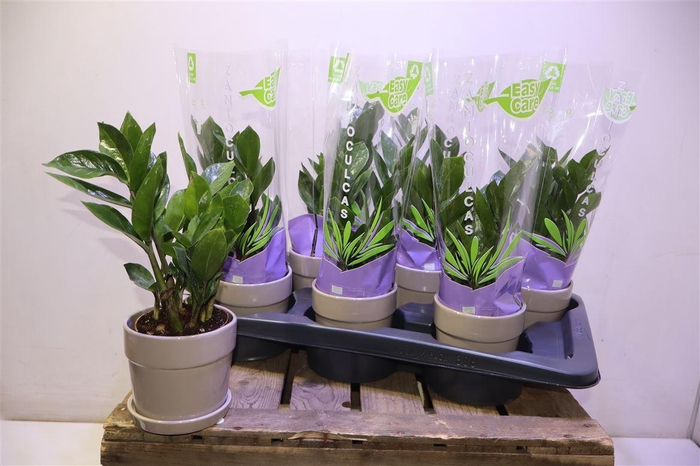 <h4>Arr Zamio Zamiifolia In Keramiek</h4>