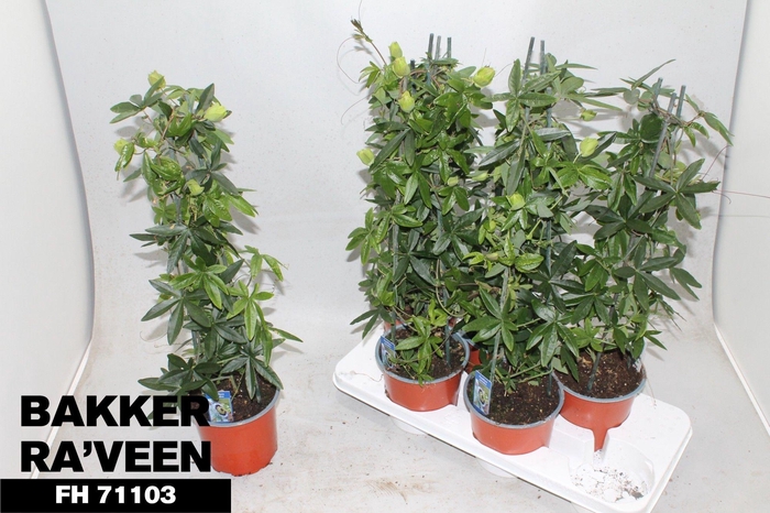 <h4>PASSIFL CAERULEA</h4>