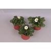 Bellis perennis White