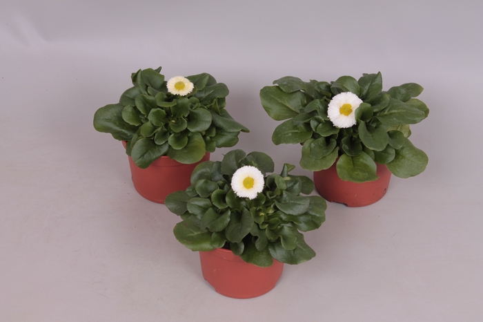 <h4>Bellis perennis White</h4>