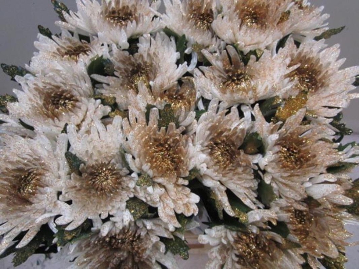 <h4>Chr G Topspin G Wit / Goud</h4>