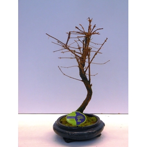 metasequoia glyptostroboides, 23 cm shape