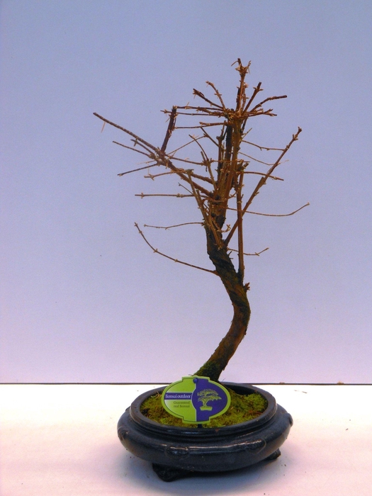 <h4>metasequoia glyptostroboides, 23 cm shape</h4>