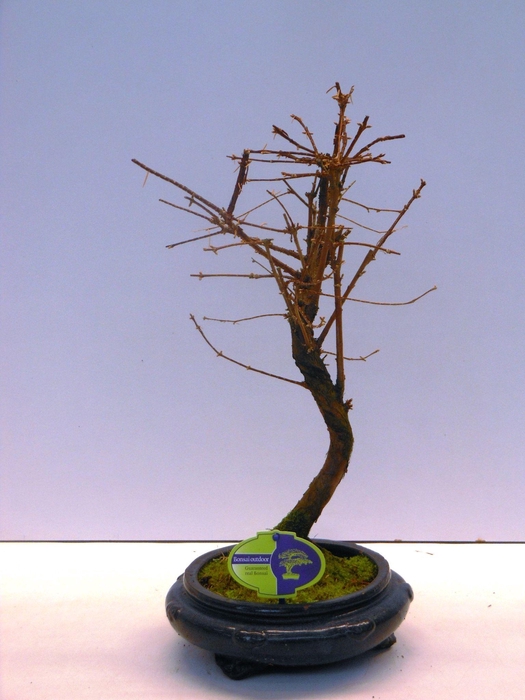 <h4>metasequoia glyptostroboides, 23 cm shape</h4>