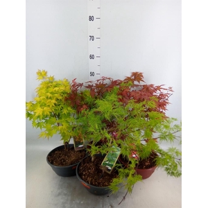 Acer palmatum