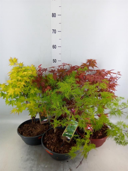 <h4>Acer palmatum</h4>
