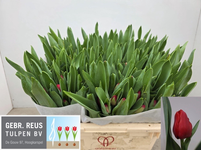 <h4>TU EN ILE DE FRANCE</h4>