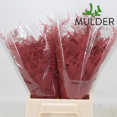 <h4>Asp Klb H% 1e Veren Coral</h4>