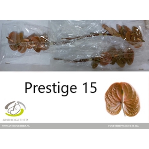 Anthurium Prestige