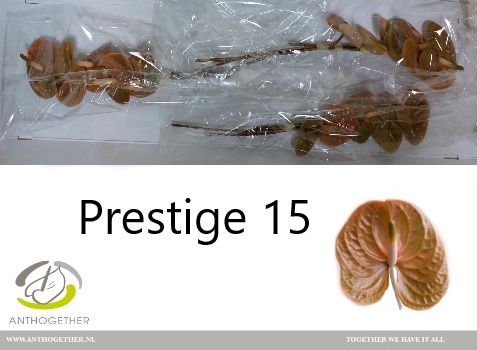 <h4>Anthurium Prestige</h4>