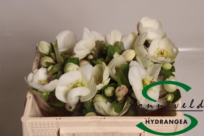 <h4>HELL AAR NORA WHITE</h4>