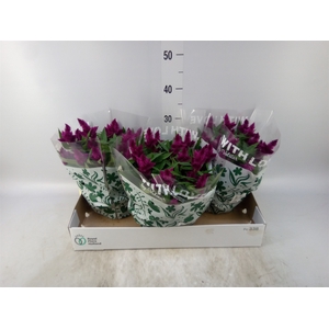 Celosia spic. 'Intenz'