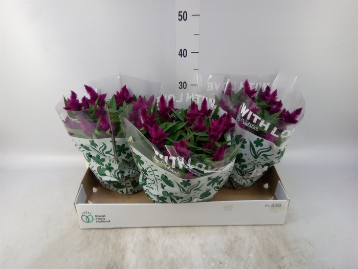 <h4>Celosia spic. 'Intenz'</h4>