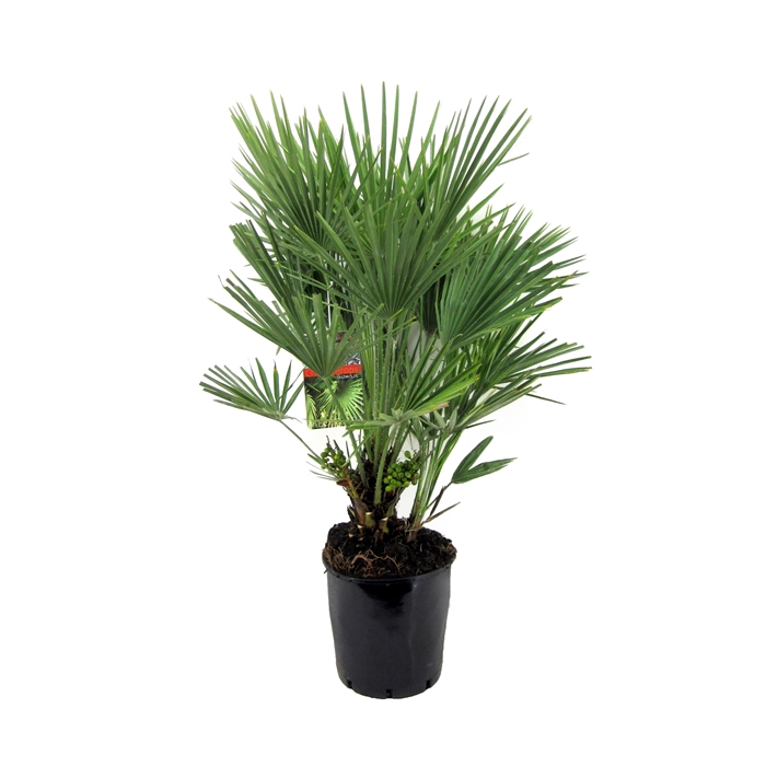 <h4>Chamaerops humilis</h4>