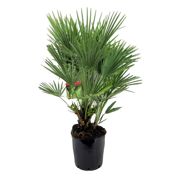 <h4>Chamaerops humilis</h4>